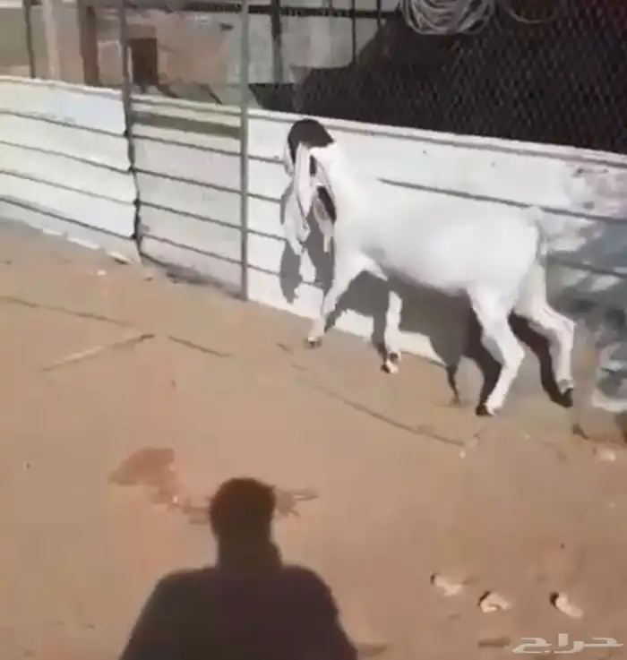 عنزهولنديه حليب 1