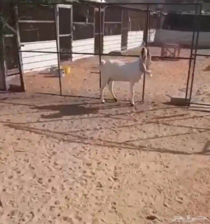 عنزهولنديه حليب 2