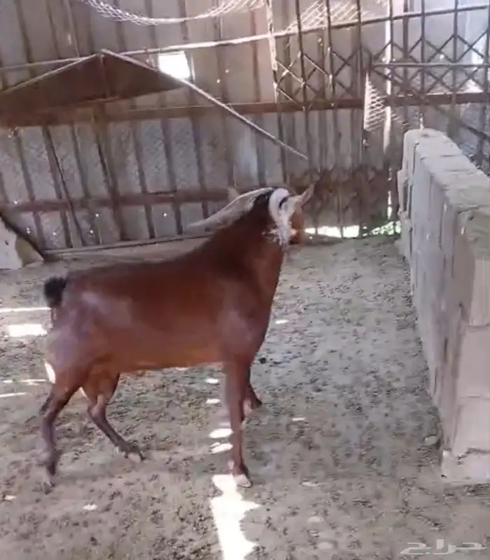 المجارده 0