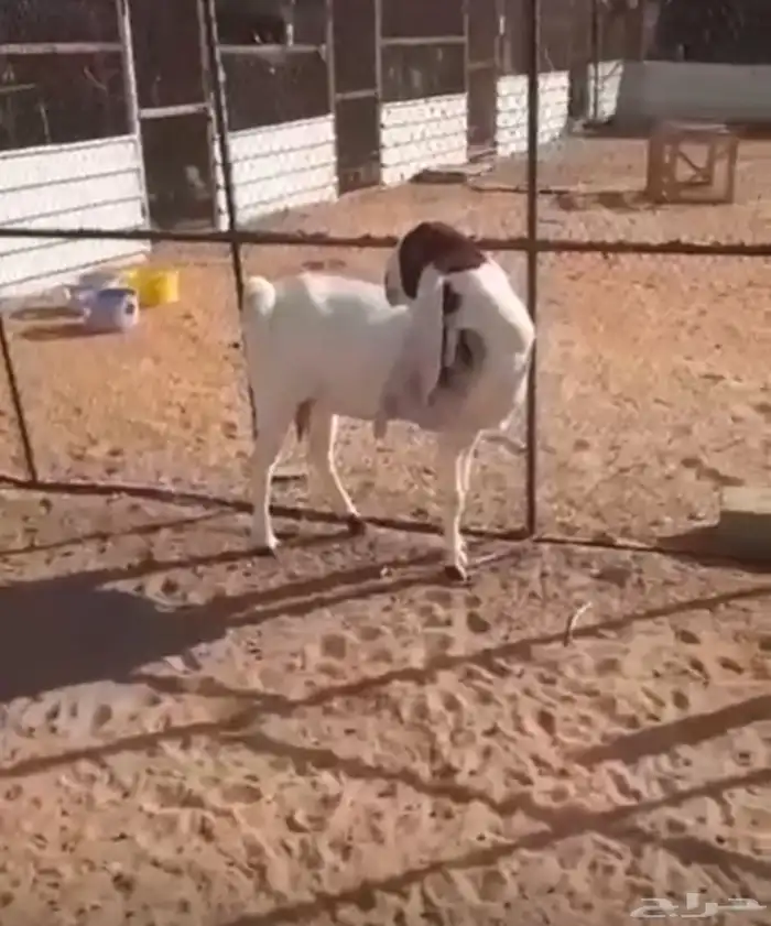 عنزهولنديه حليب 6