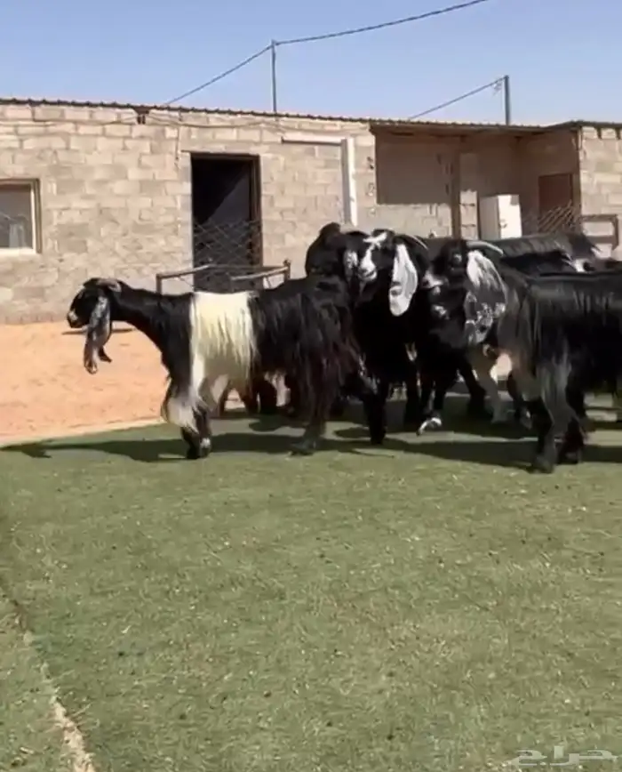 معزاء مراح طيب 0