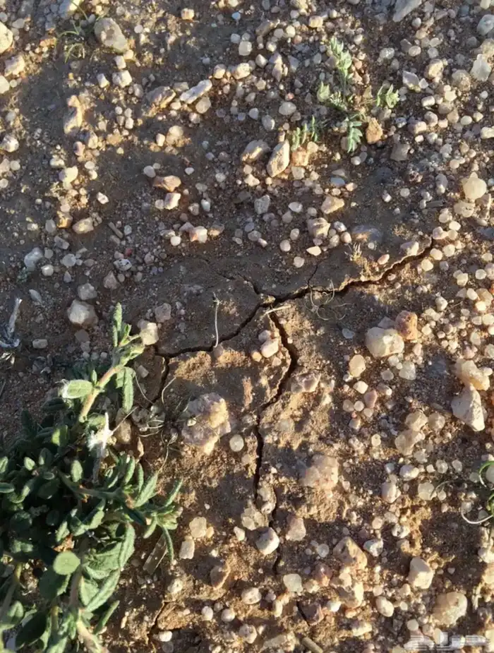 بذور الرقروق المنبتة للكمأه 1