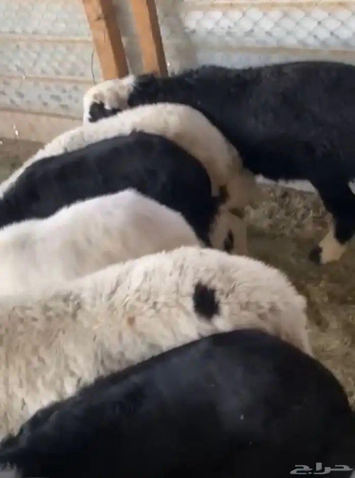 طليان نجد طيبه ظهورها فيها وحده رخل عددها 7 1