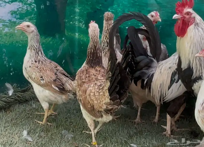 دجاج عربي ترثه . اصيل سلالة نقية 0