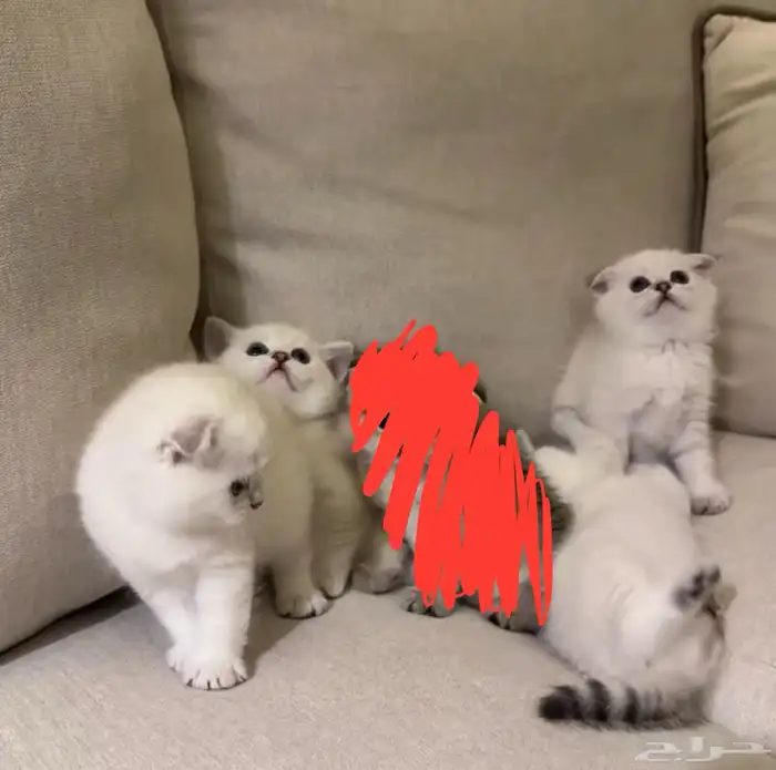 للبيع قطط 3