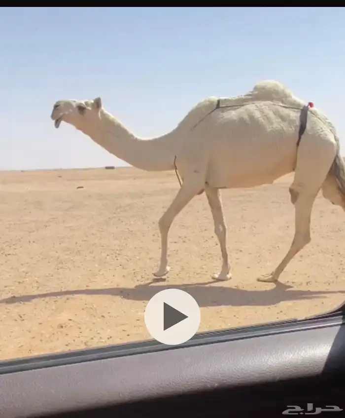 للبيع النياق الضرايب والقحات طيبه 0
