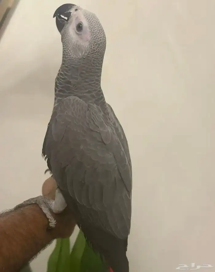 ببغاء كاسكو 3