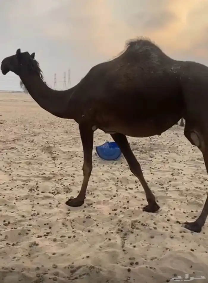للبيع لقحه 0