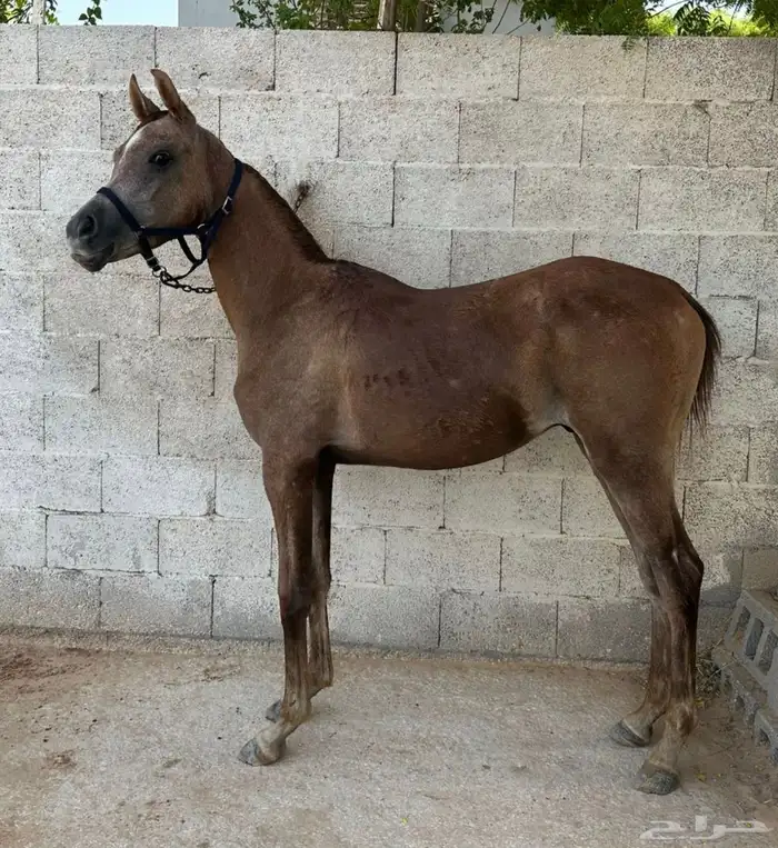 للبيع مهر عربي أصيل (بدون أوراق) 1