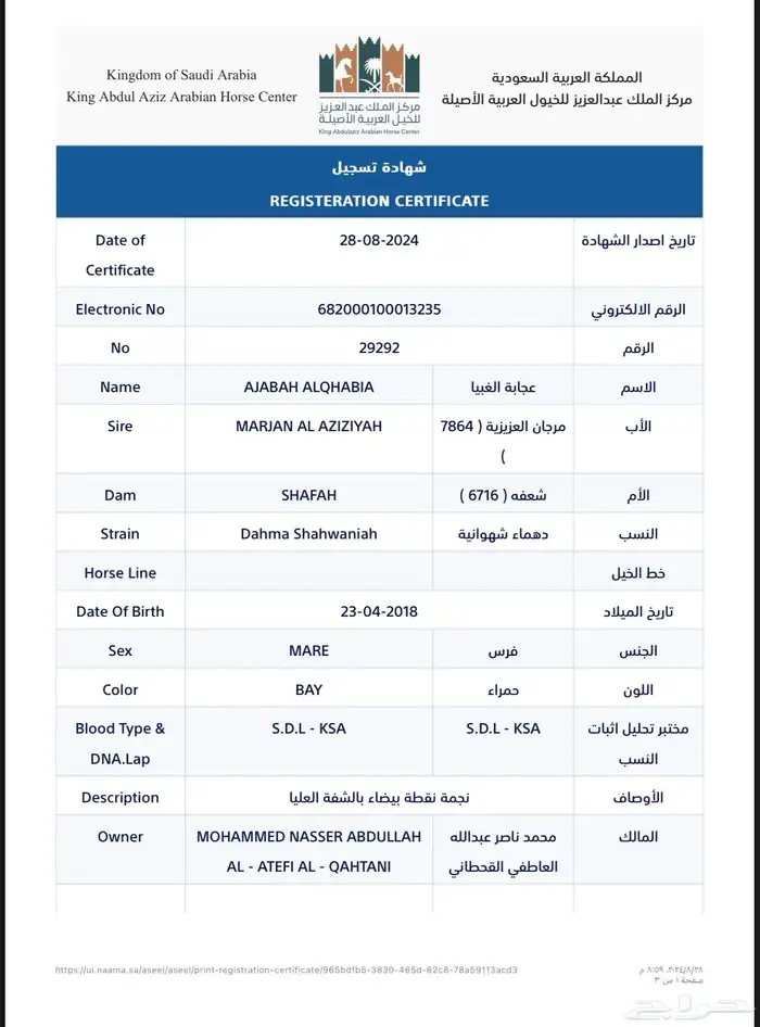 فرس عربيه أصيله للبيع 4