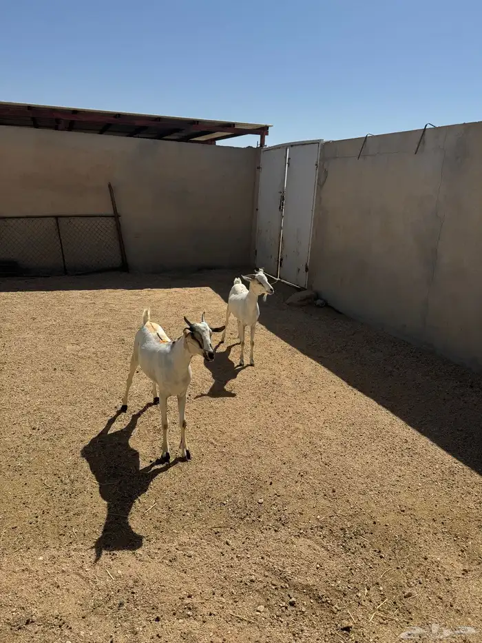 2- تيوس برابر مرابي 3 شهور 3