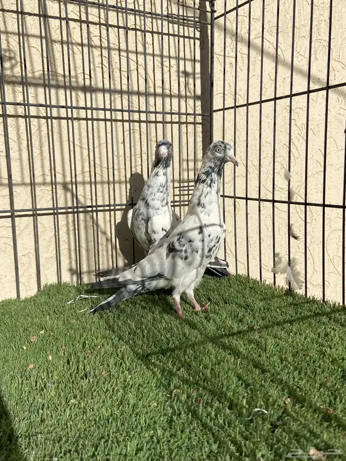 سهران بوري لون مميز 4