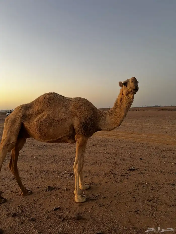 ناقه هامله 8