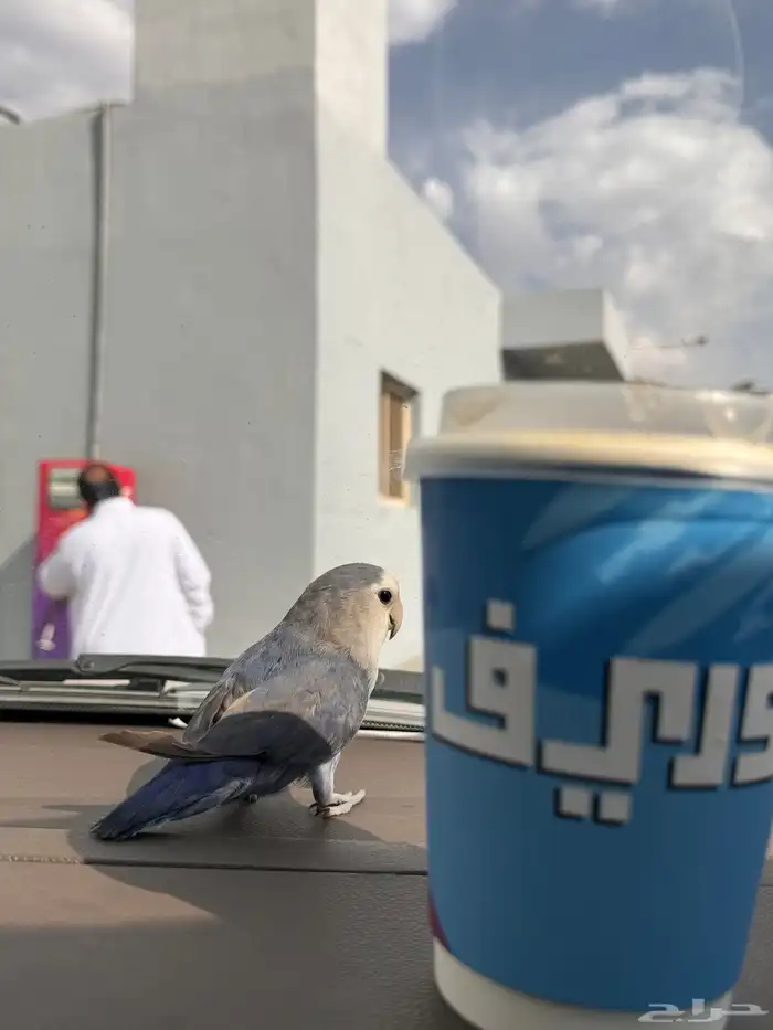 روز اليف 2
