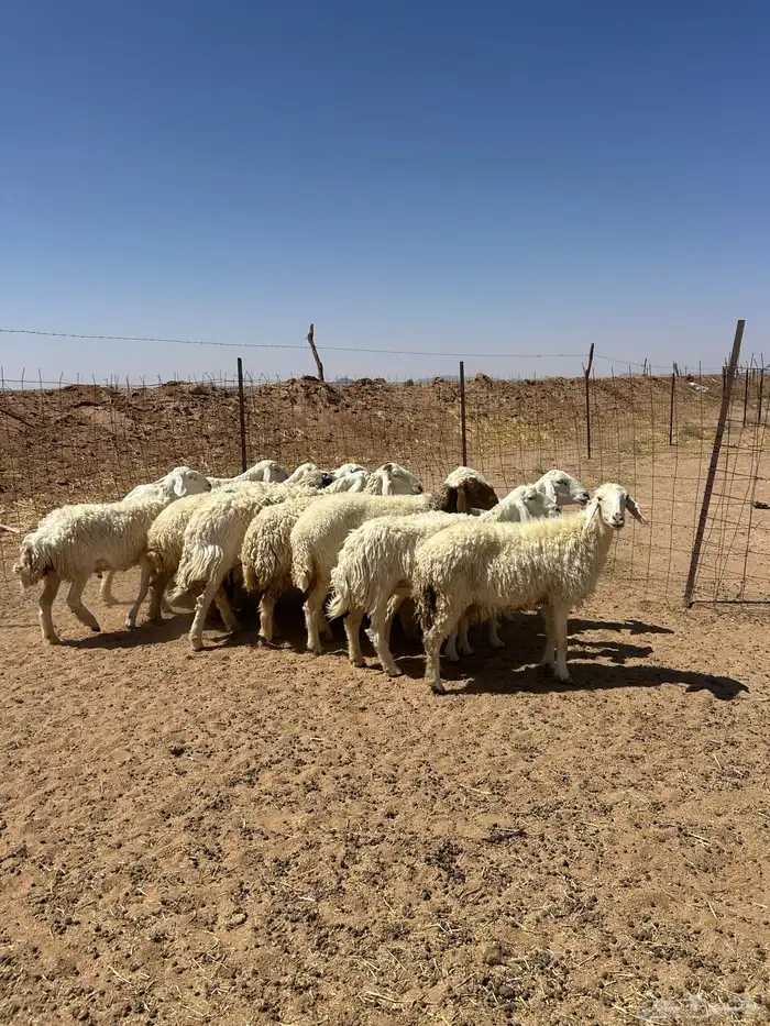 غنم حريه 9