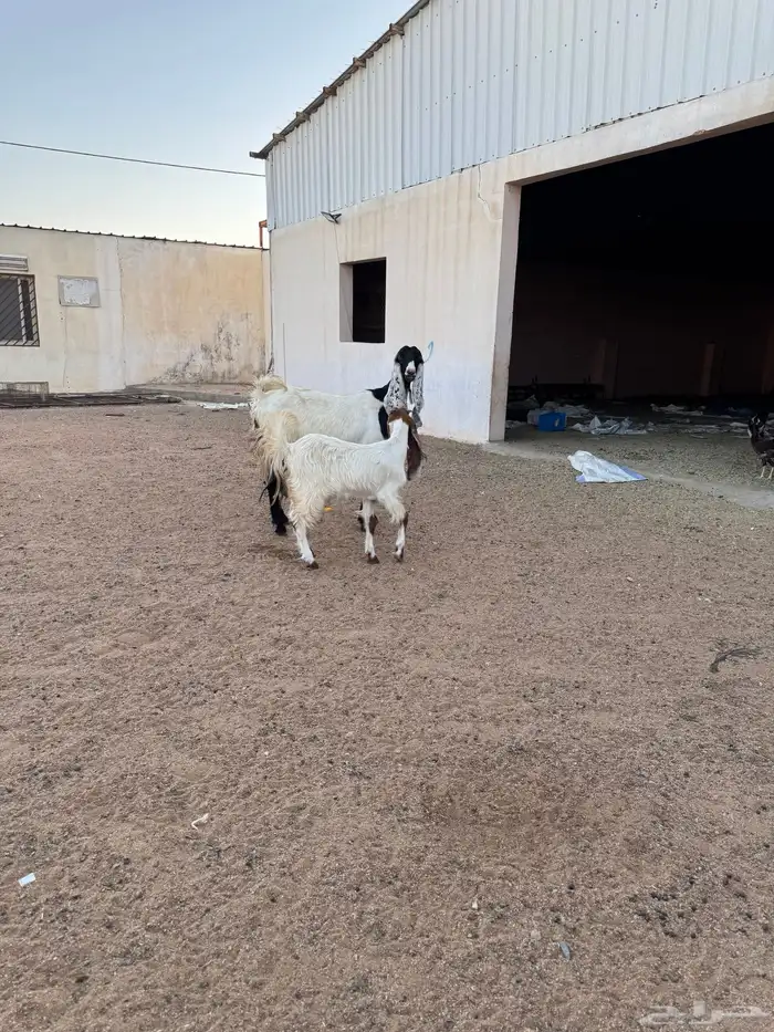 عنز مشروكه رباع والد 3