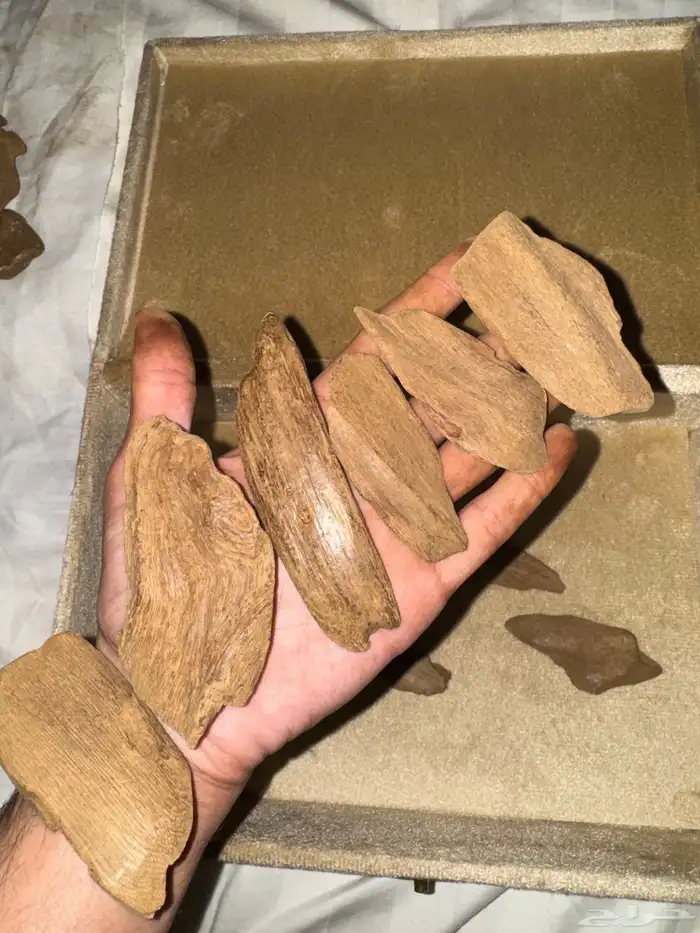 عود موروكي قديم سوبر مرتفع ودبل سوبر 0