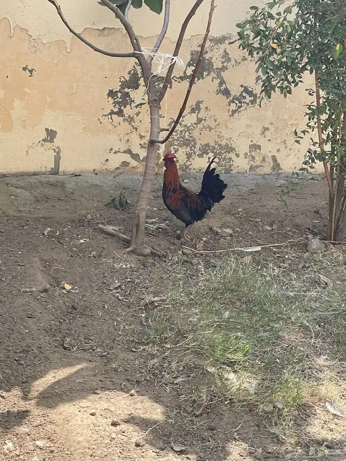 دجاج بلدي 3