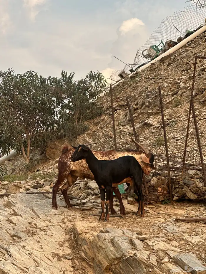 تيس فحل 4