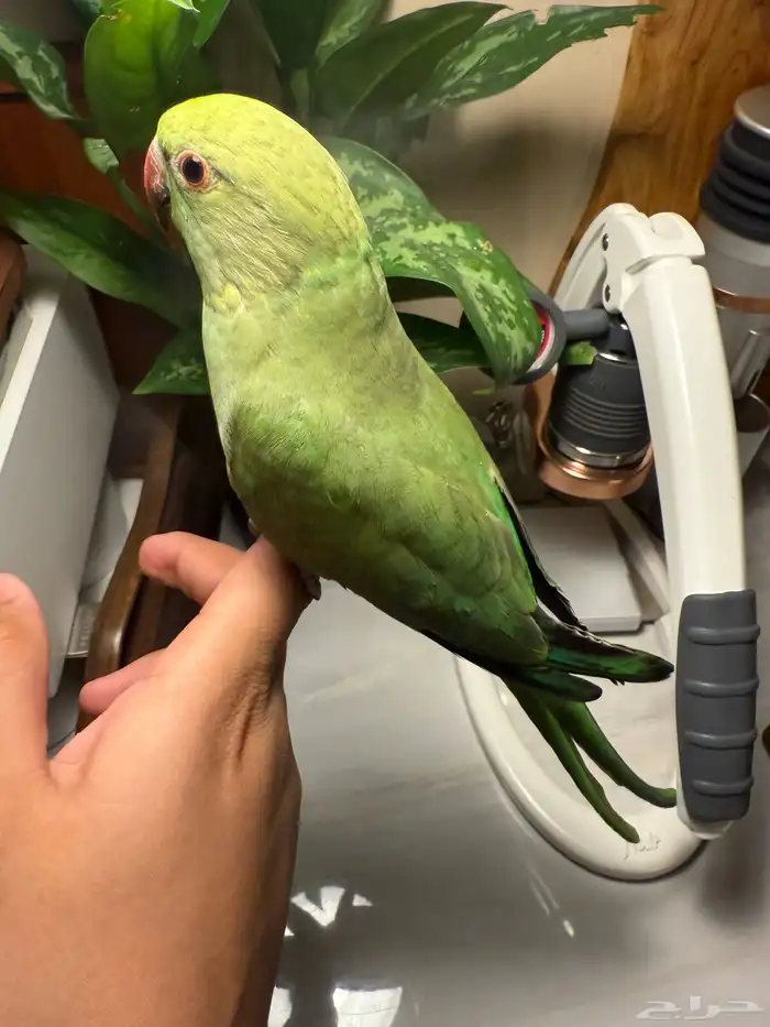 ببغاء دره اليف 0