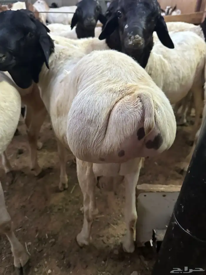 برابر جذعان طرف لحم وشحم 40