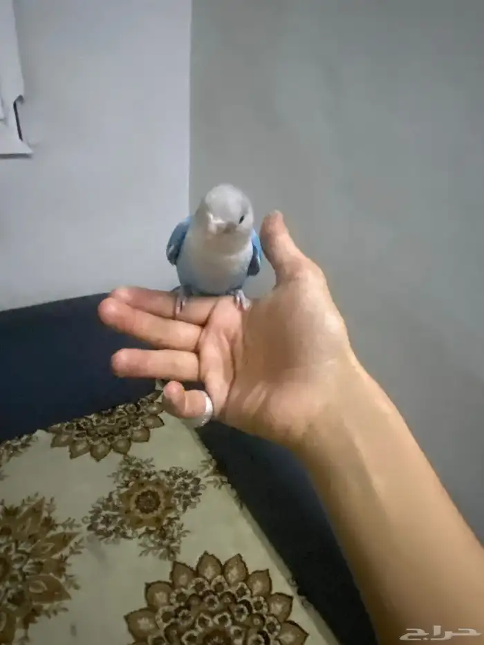بغبغاء روز 2