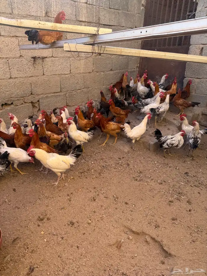 دجاج للبيع فروخ دجاج بلدي وديكة ودجاج كبار 5
