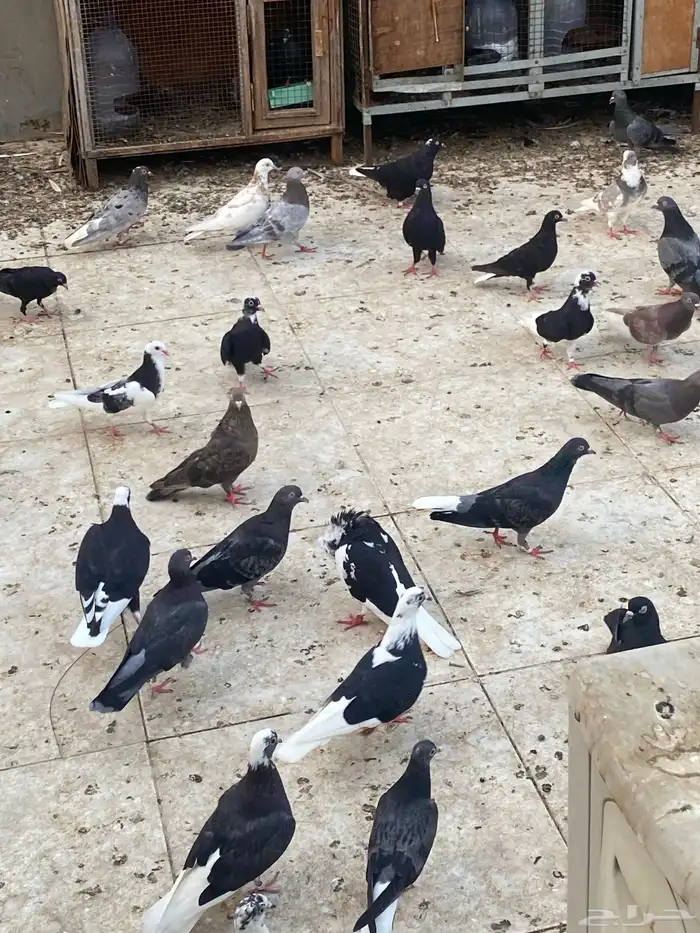 حمام قطيفي   قطايف   قلابي 12