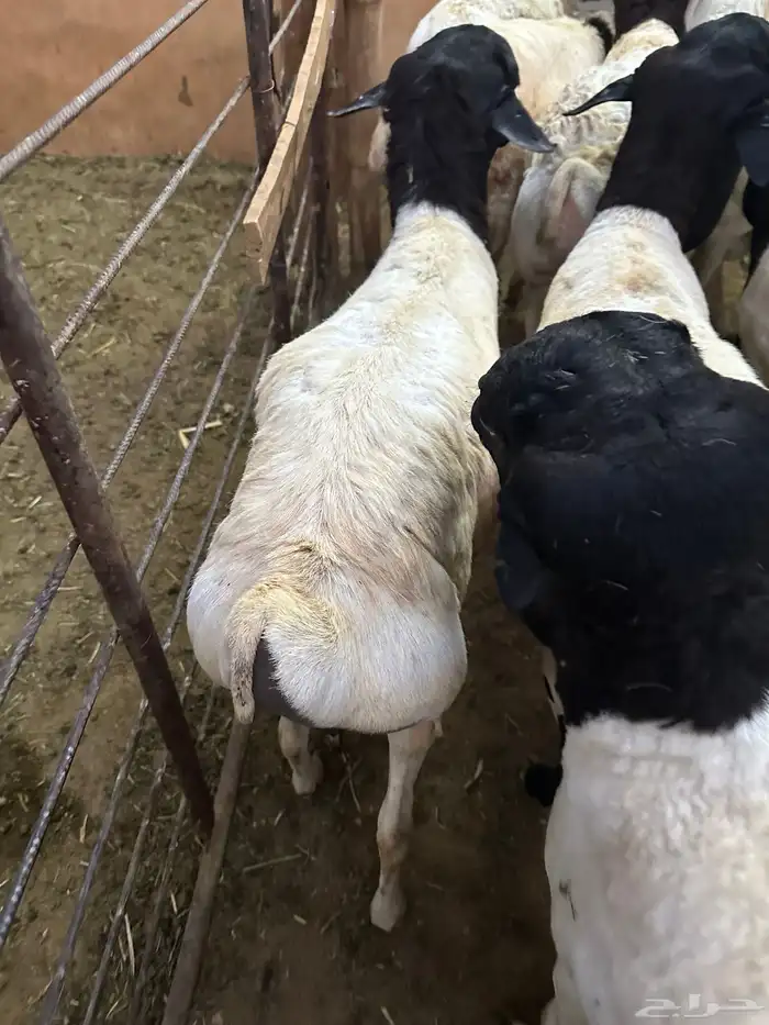 تيوس وبرابر مرابي 31