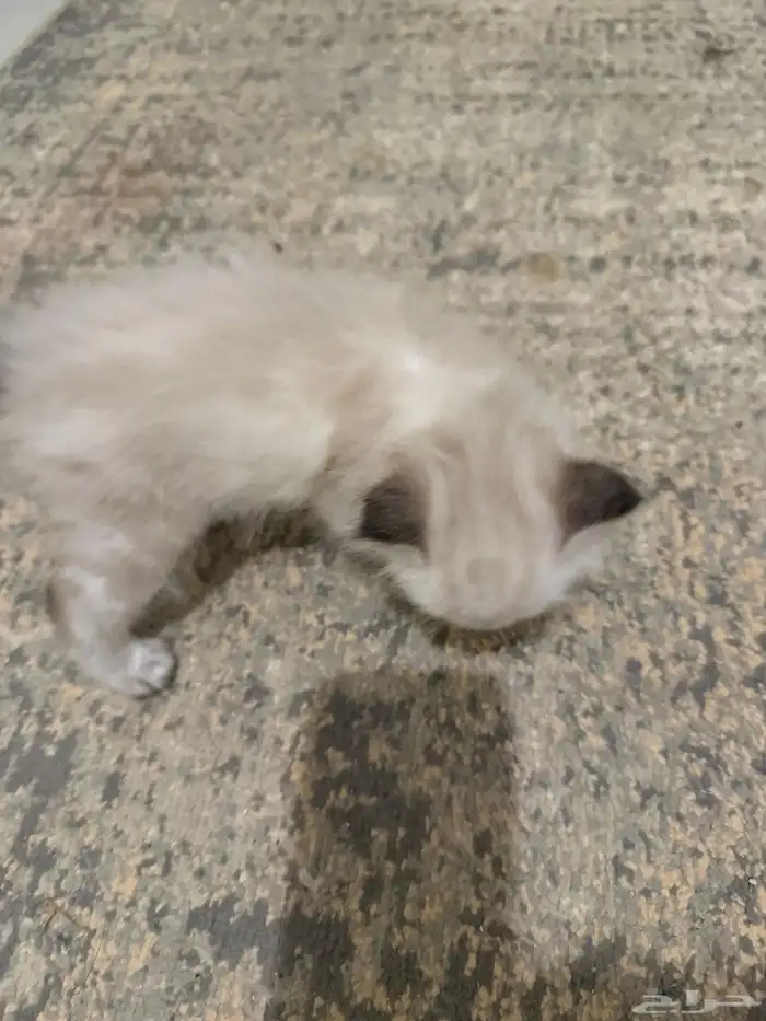 قطط للبيع 2