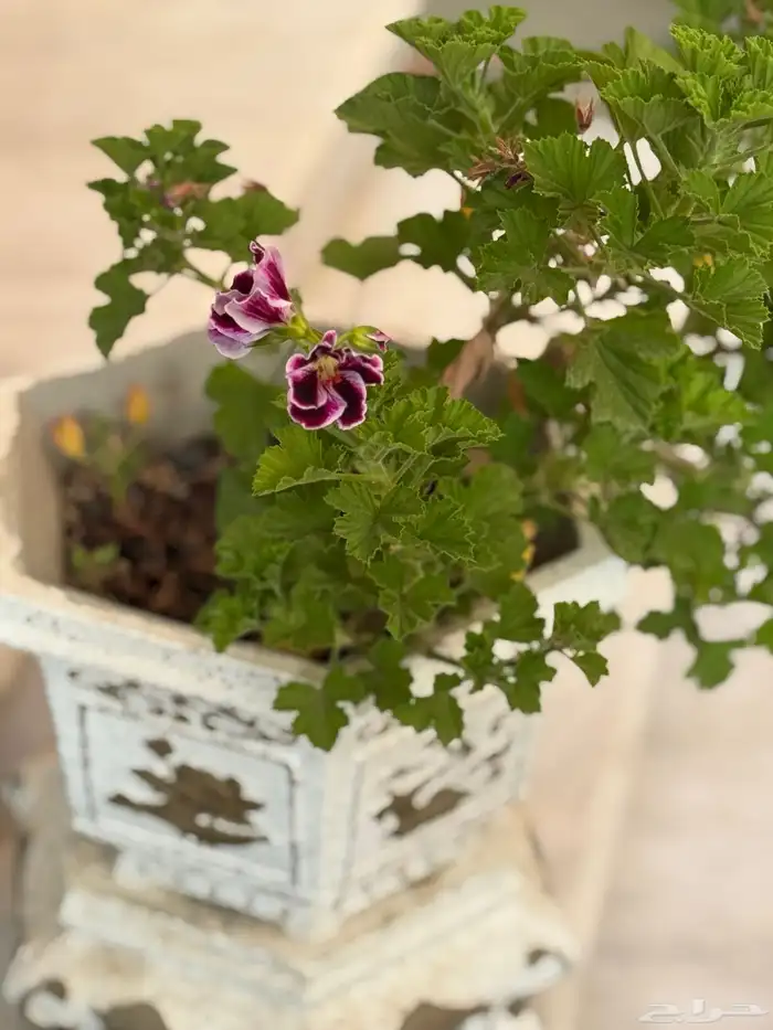نبات ابرة الراعي 2