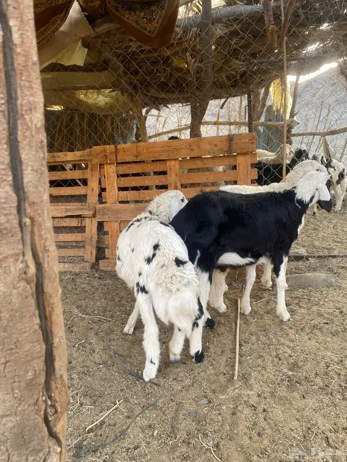 3 طليان تم البيع 1