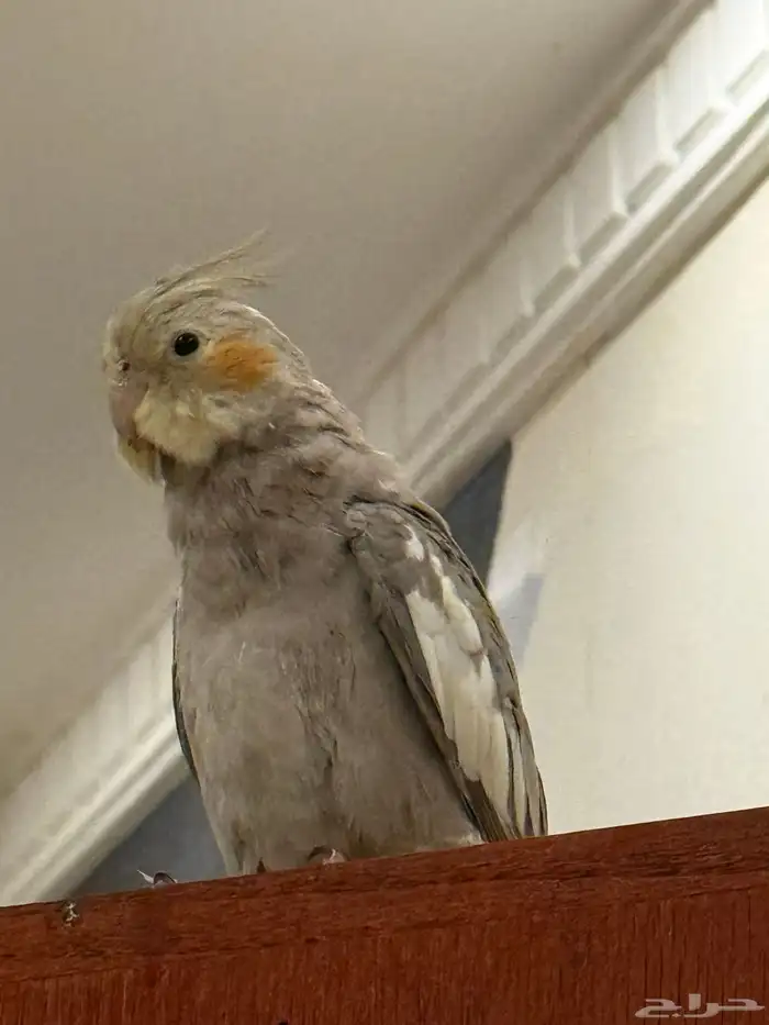 فروخ كوكتيل للبيع - تم البيع بفضل الله 1