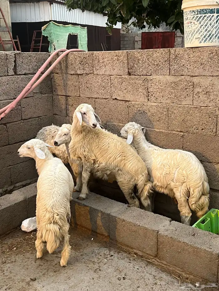 طليان ورخال 8