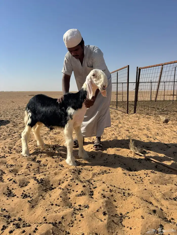 مشروع فحل نجدي صنف 2