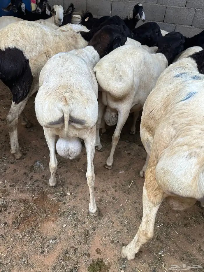 برابر جذعان طرف لحم وشحم 13