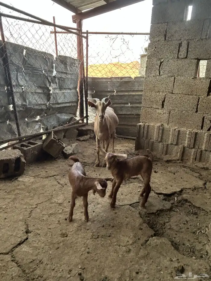 شاه للبيع منتوجه 1