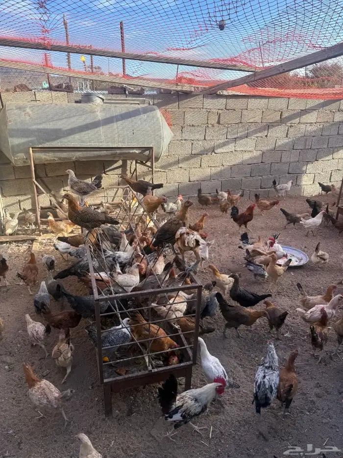دجاج للبيع فروخ دجاج بلدي وديكة ودجاج كبار 3