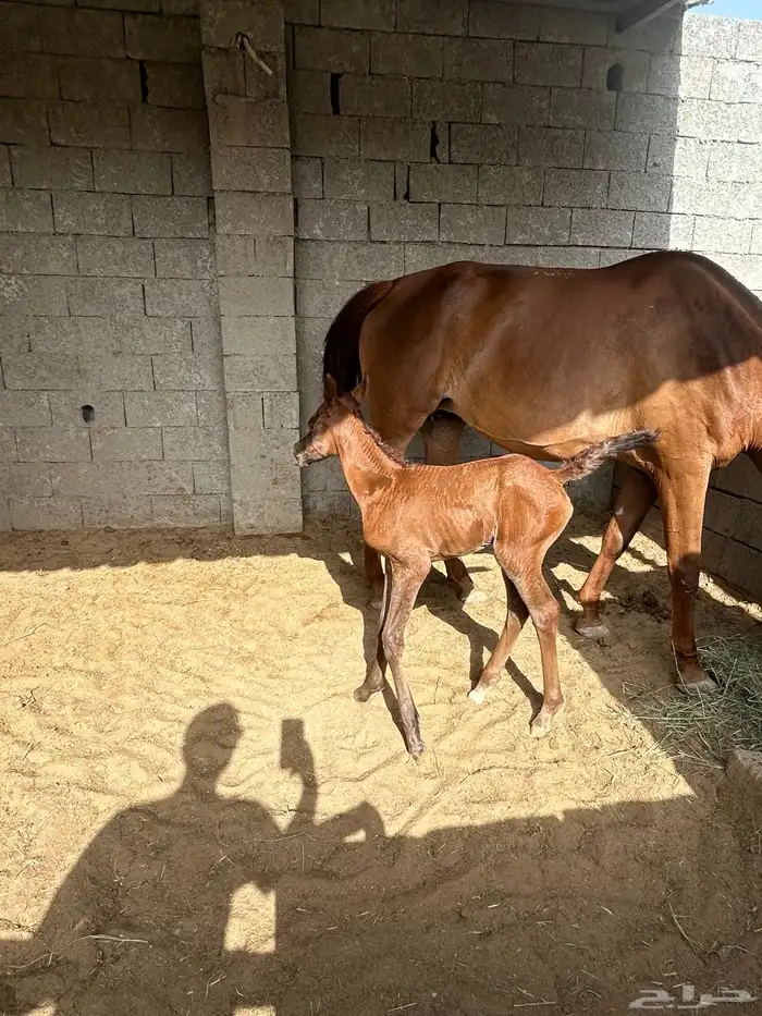 فرس شعبيه تحتها مهره 3