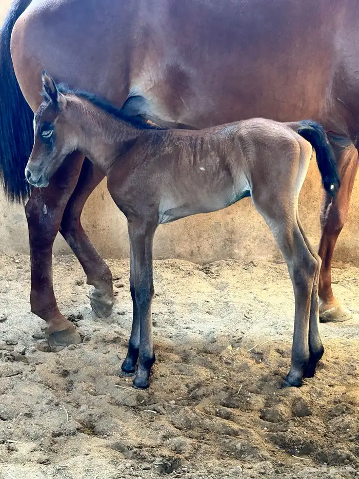 فرس شعبيه تحتها مهره 7