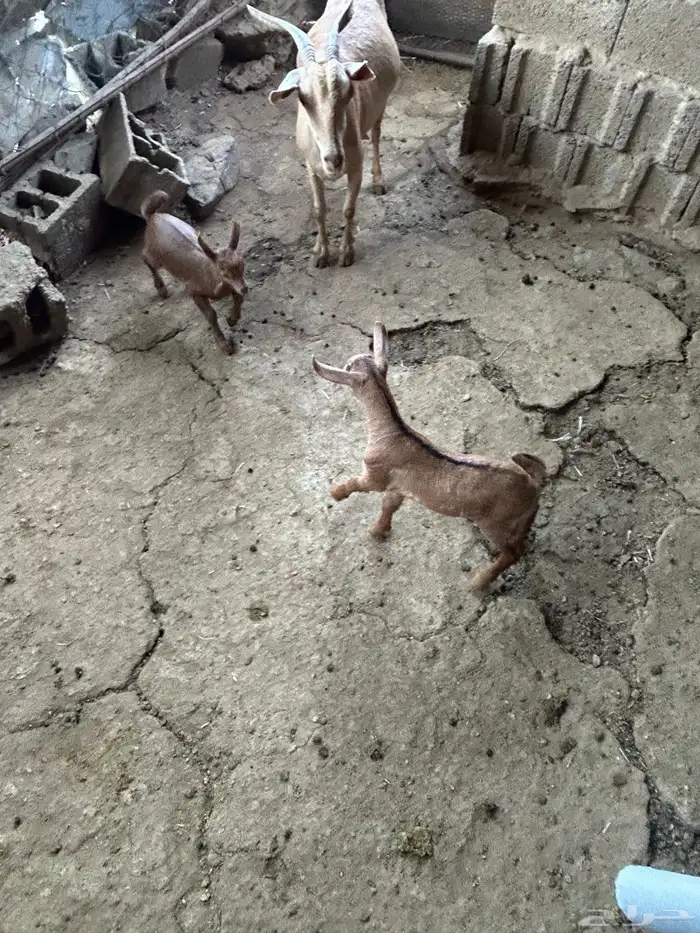 شاه للبيع منتوجه 2