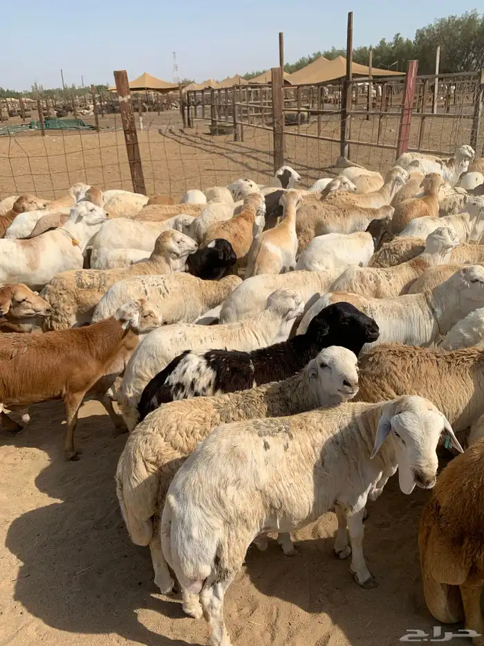 طليان رفيدي من 750 مربى فل 3
