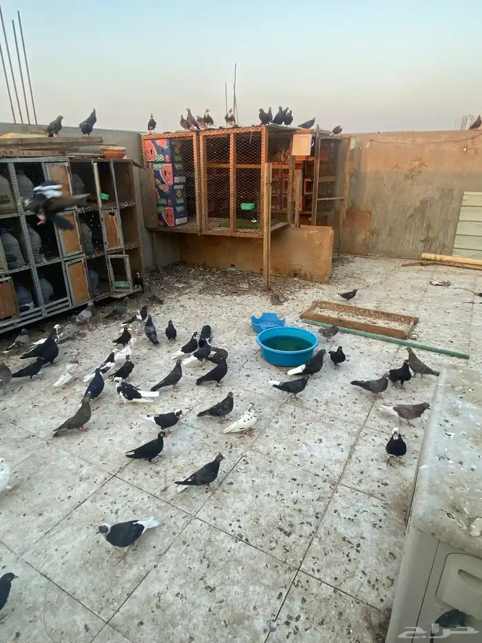 حمام قطيفي   قطايف   قلابي 13