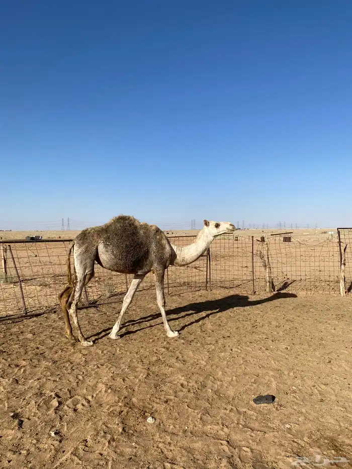 بكره طيبه حقه 1