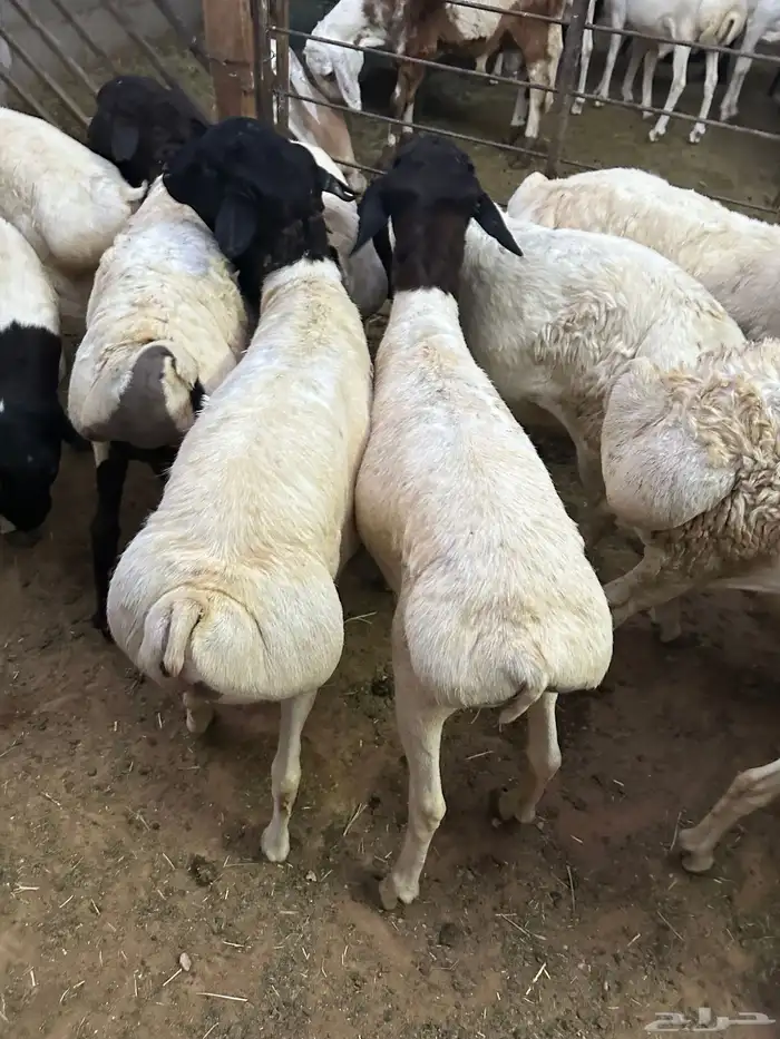 تيوس وبرابر مرابي 13