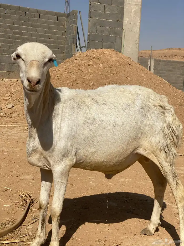 رفيدي مشروك مرابي 3 شهور فل 1