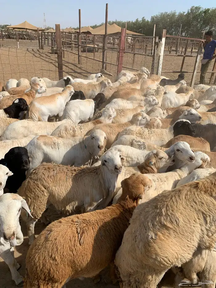 طليان رفيدي من 750 مربى فل 2