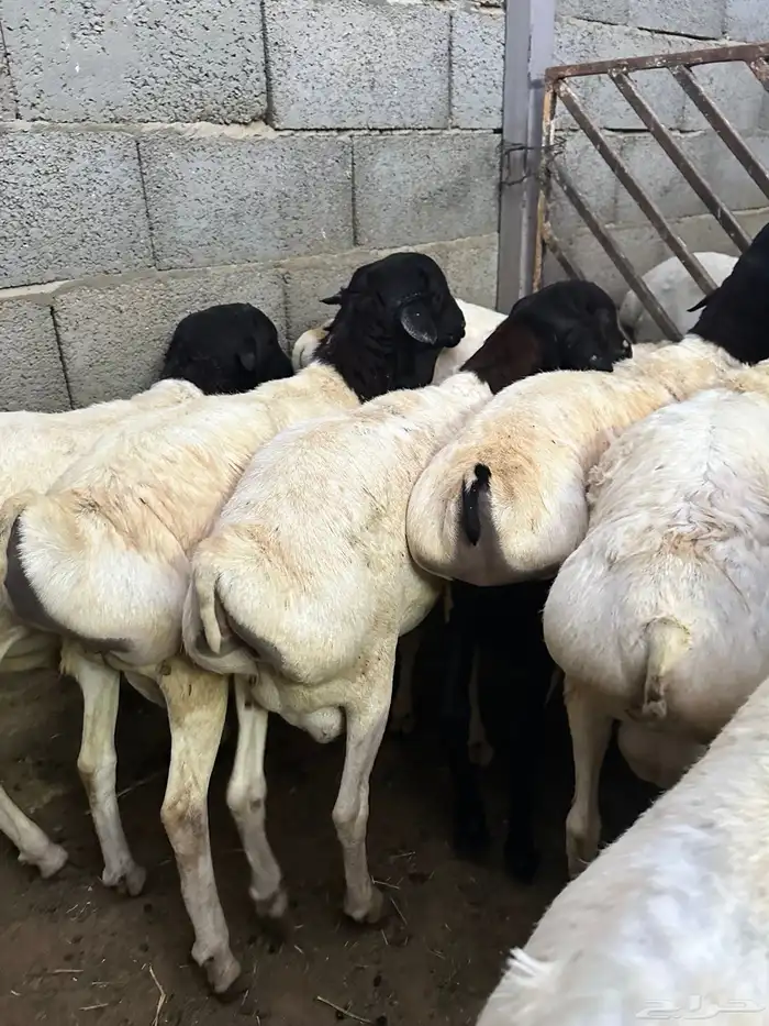 برابر جذعان طرف لحم وشحم 41