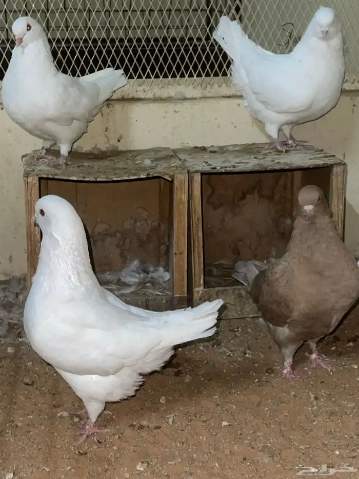 حمام كنق وطقم دجاج رومي 0