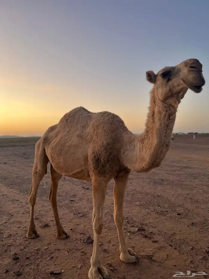 ناقه هامله 3